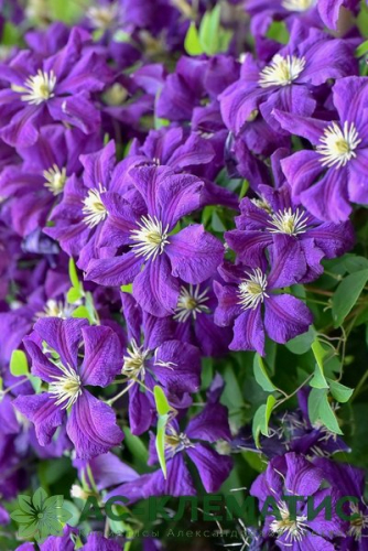 Clematis Negritjanka