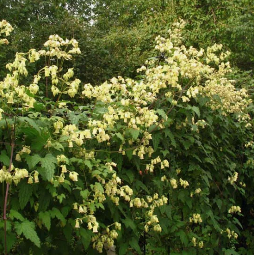 Clematis rehderiana