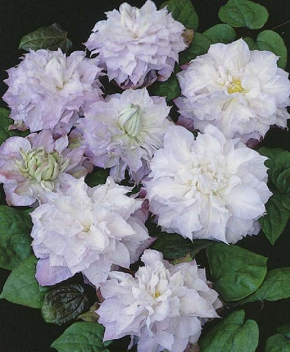 Clematis Veronicas Choice