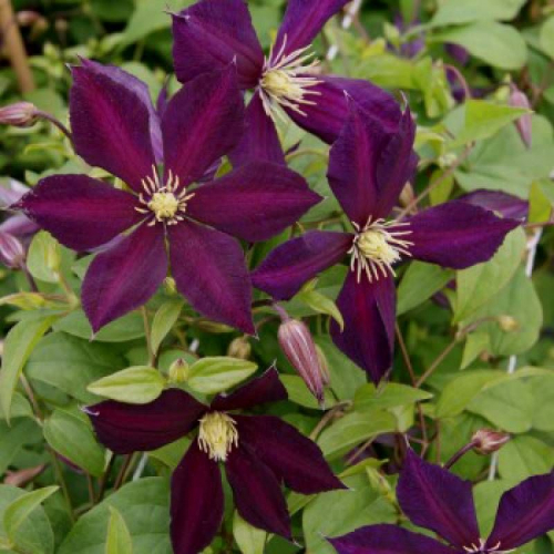 Clematis Mikelite