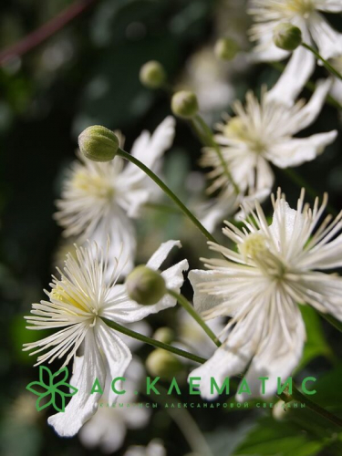 Clematis Paul Farges