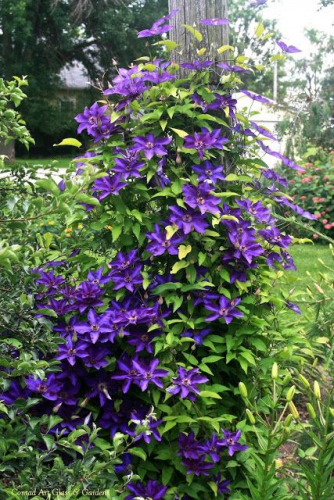 Clematis The President