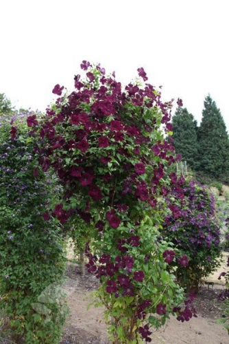 Clematis Royal Velours
