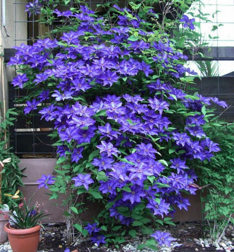 Clematis The President