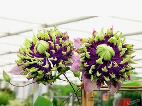 Clematis Taiga