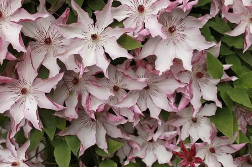 Clematis Omoshiro