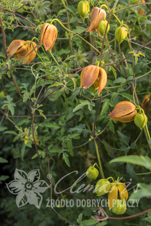 Clematis Orange Peel