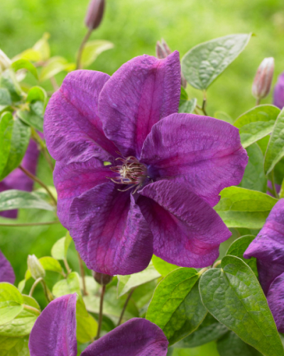 Clematis Rahvarinne