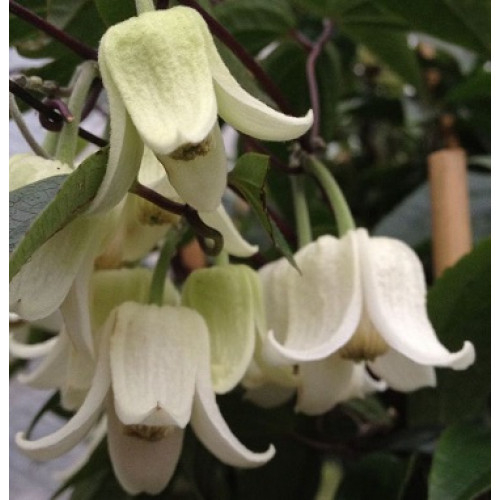 Clematis Winter Beauty