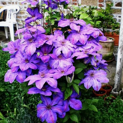 Clematis Xerxes