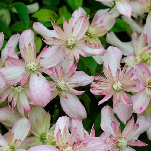 Clematis Marjorie