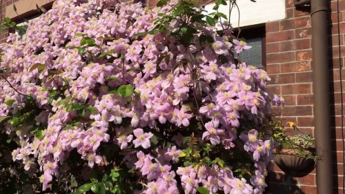 Clematis Mayleen