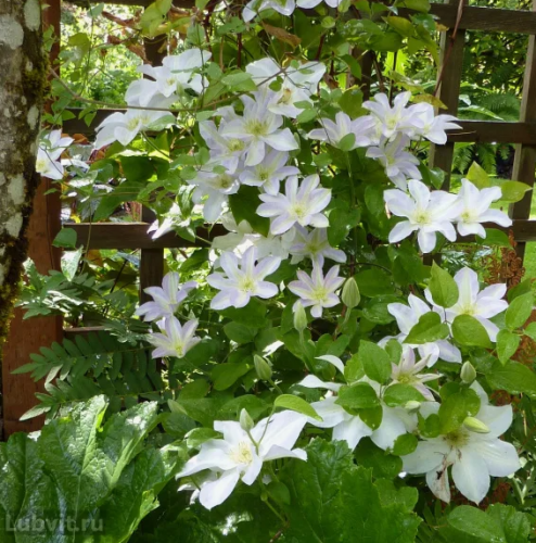 Clematis Yukikomachi