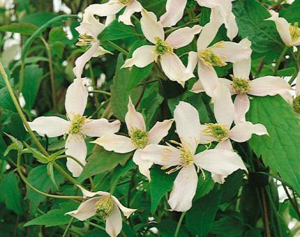 Clematis Wilsonii