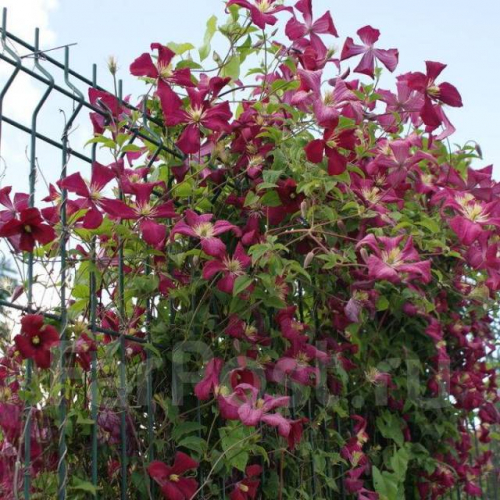 Clematis Södertälje