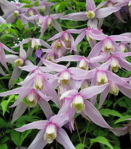 Clematis Willy