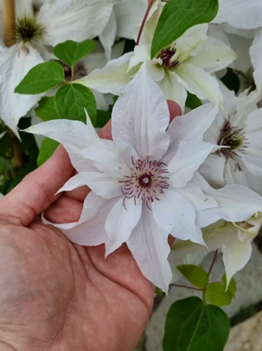 Clematis Sparkler