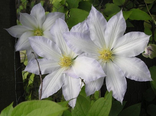 Clematis Toki