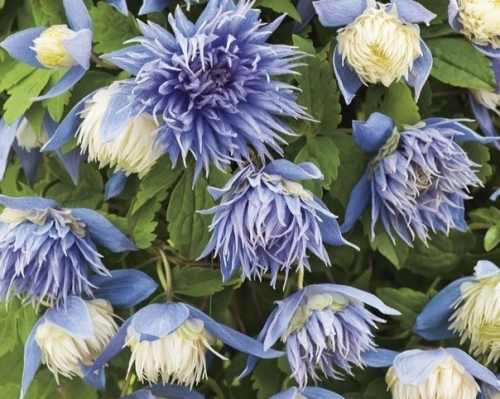Clematis Ocean Pearl