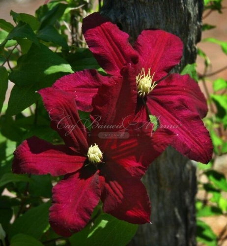 Clematis Voluceau
