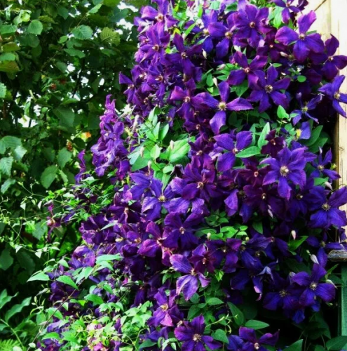 Clematis Polish Spirit