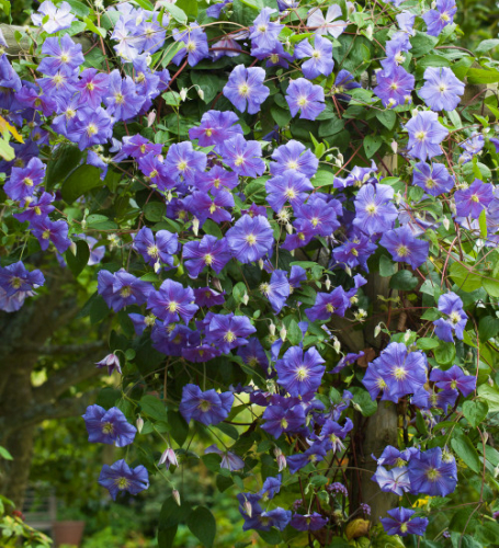 Clematis Perle dAzur