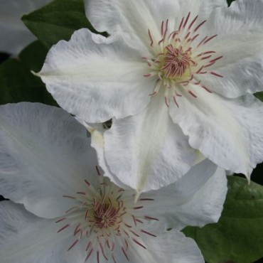 Clematis Valge Daam