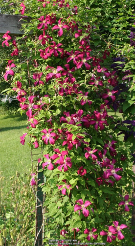 Clematis Rubra