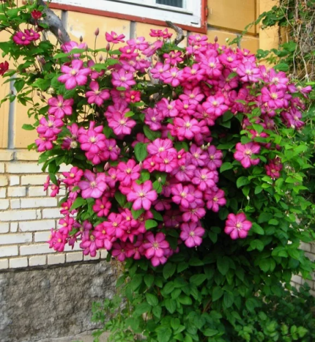 Clematis Ville de Lyon