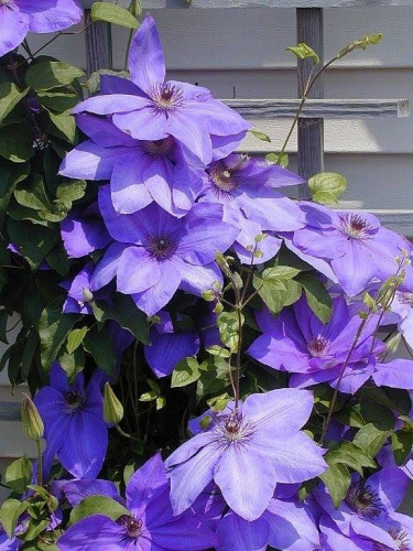 Clematis Xerxes