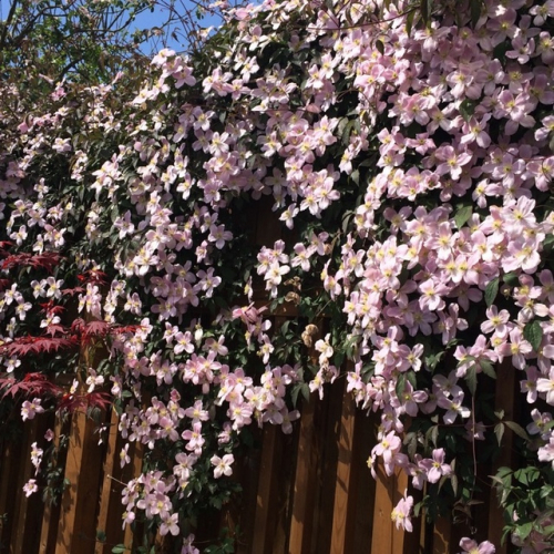 Clematis Mayleen