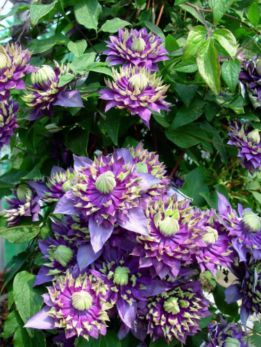 Clematis Taiga