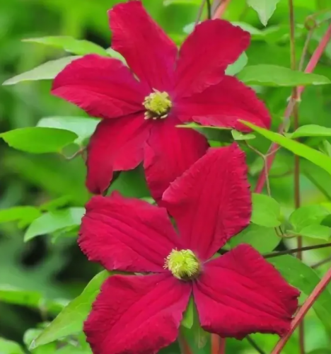 Clematis Vitiwester