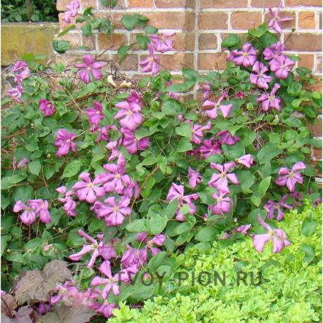Clematis Margot Koster