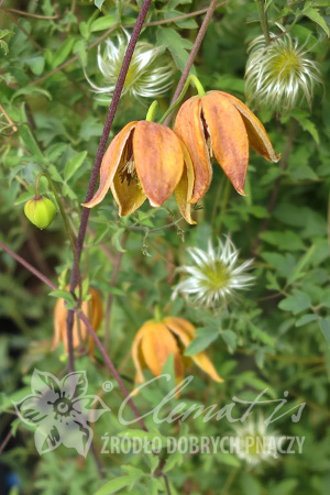 Clematis Orange Peel
