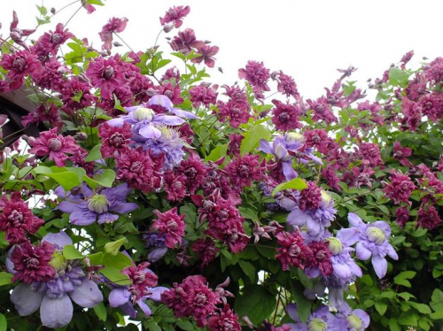 Clematis Purpurea Plena Elegans