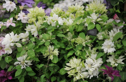 Clematis Yukiokoshi
