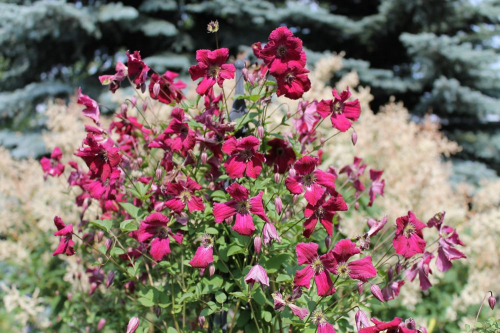 Clematis Rubra