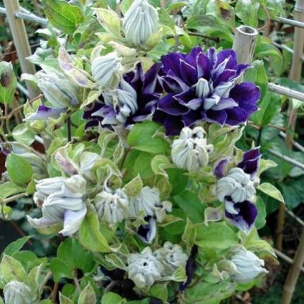 Clematis Shin shigyoku