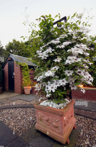 Clematis Miss Bateman