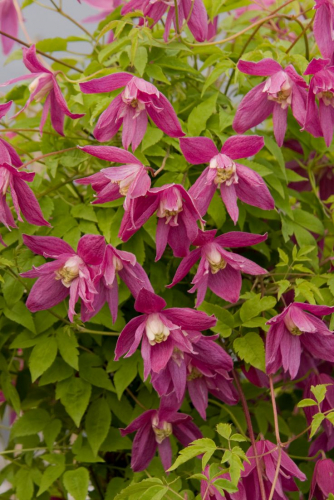 Clematis Ruby