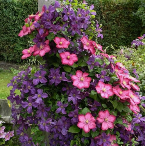 Clematis Ville de Lyon