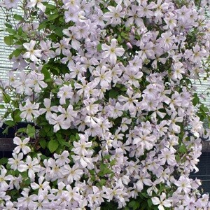 Clematis White Prince Charles
