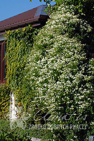 Clematis terniflora