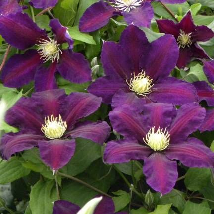 Clematis The Vagabond