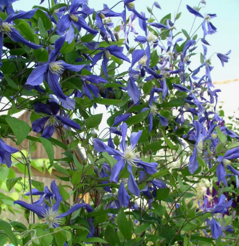 Clematis Sizaja Ptitsa