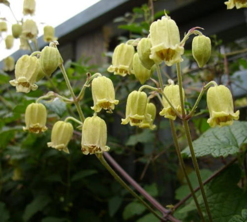 Clematis rehderiana