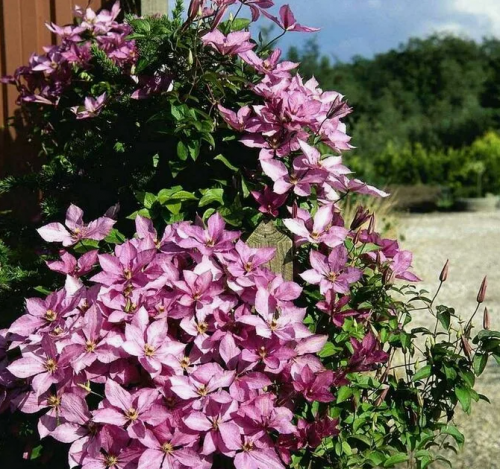 Clematis Margaret Hunt