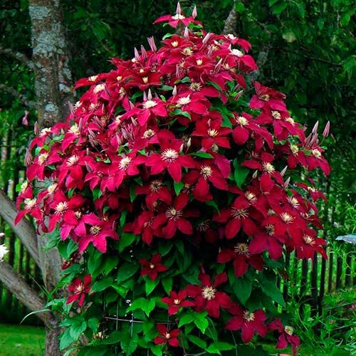 Clematis Niobe