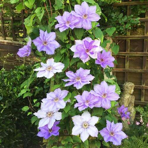 Clematis William Kennett